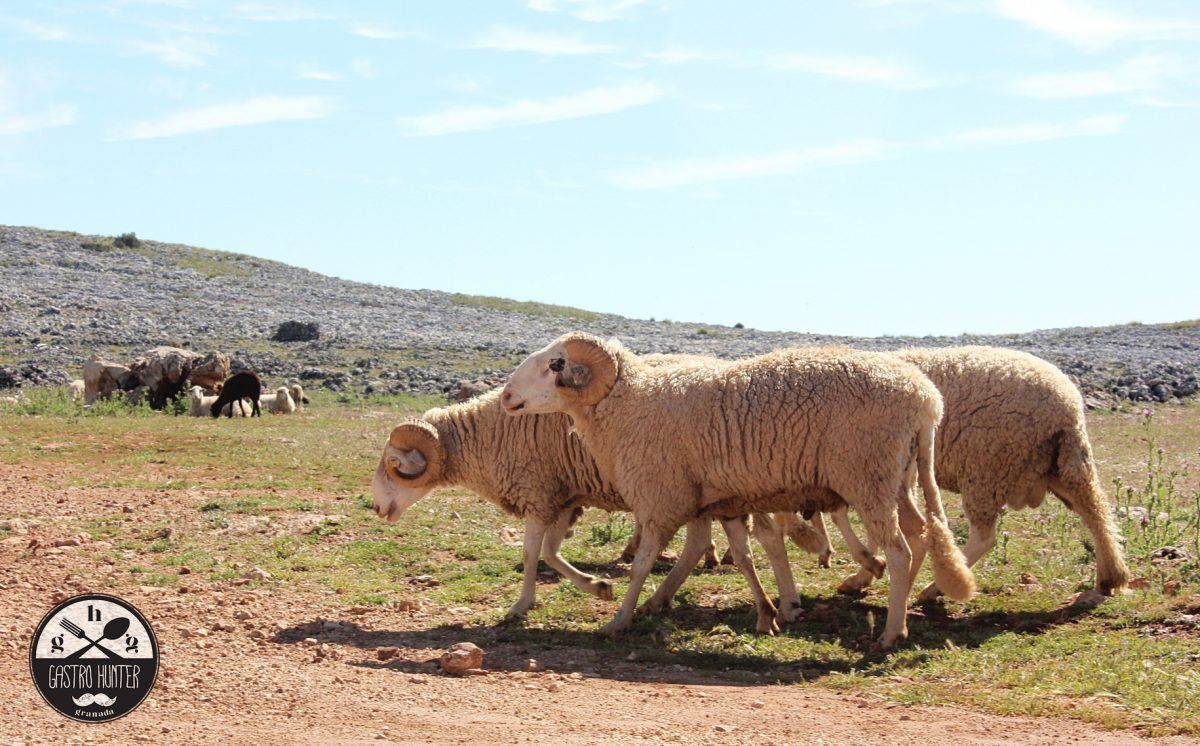 Oveja con nombre y apellidos Lojeña